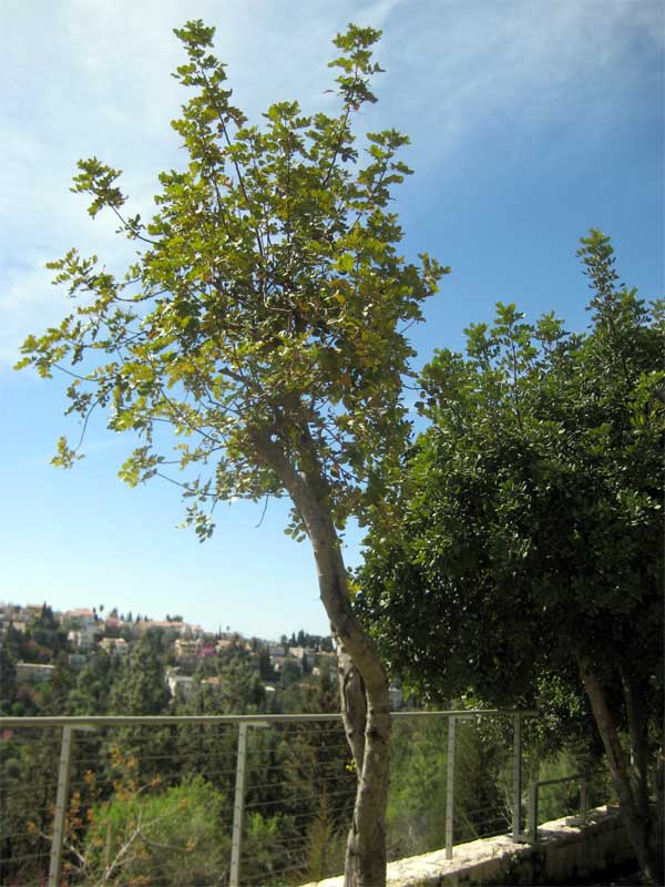 L'arbre planté en hommage à Zegota